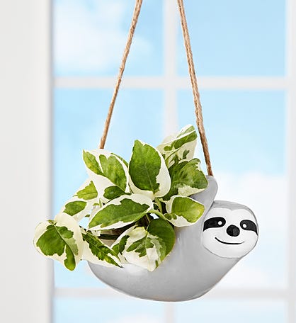 Pothos Hanging Sloth Plant